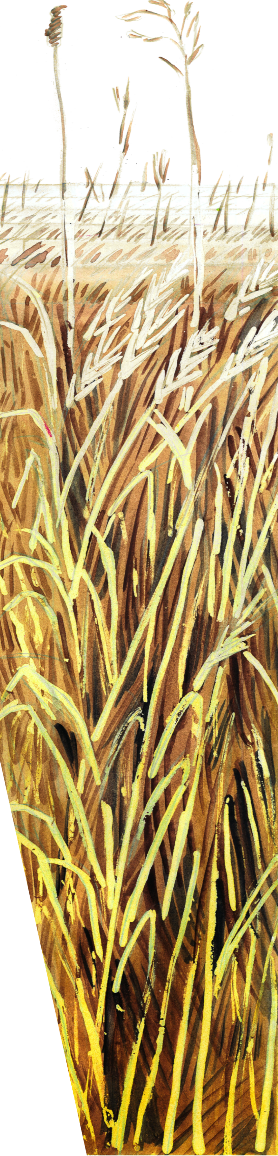 RightWheat