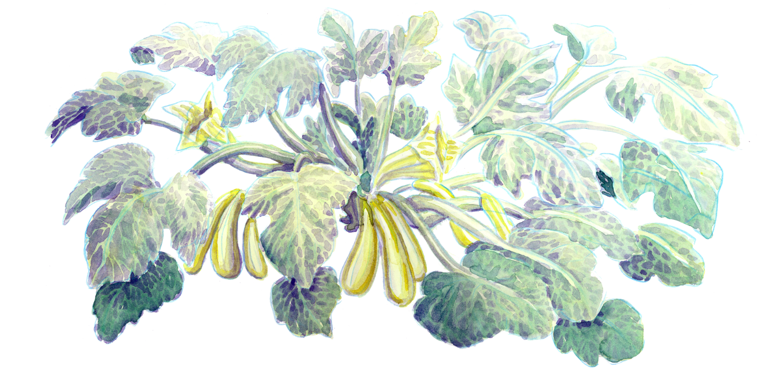 squash