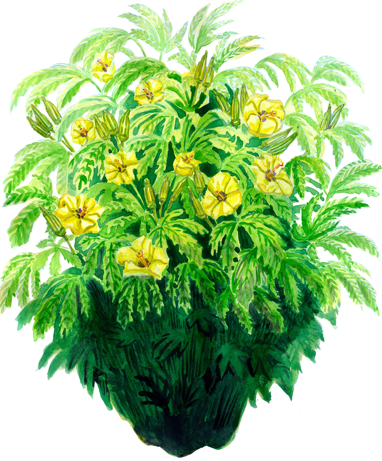okra
